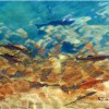 'fische i d traun Jap Filter'