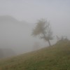 'Novembernebel'
