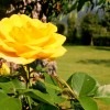 'Gelbe Rose'