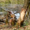 Biber am Taferlklaussee
